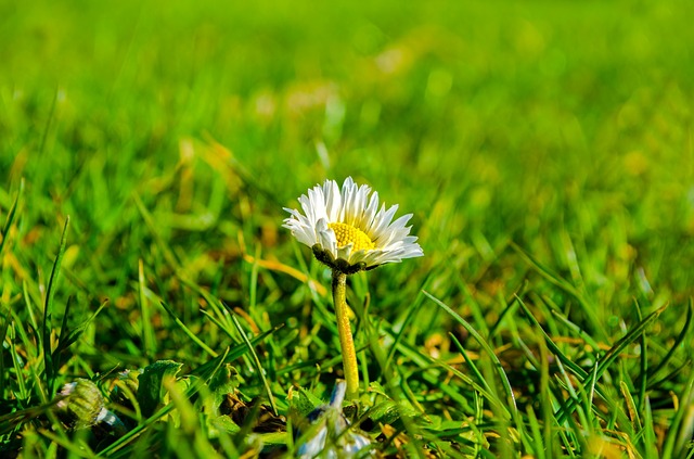 Grass, Sunlight, Meadow, Green - Free image - 316637