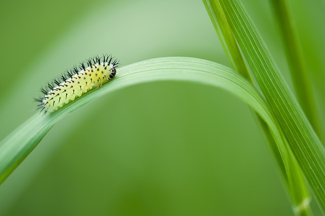 Oak Sawfly Larva, Larva, Insect - Free image - 252371