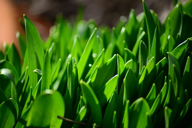 Bluebell, Spring, New Growth - Free image - 277700