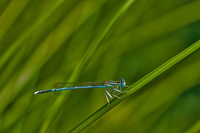 White Legged Damselfly Darter - Free image - 123741