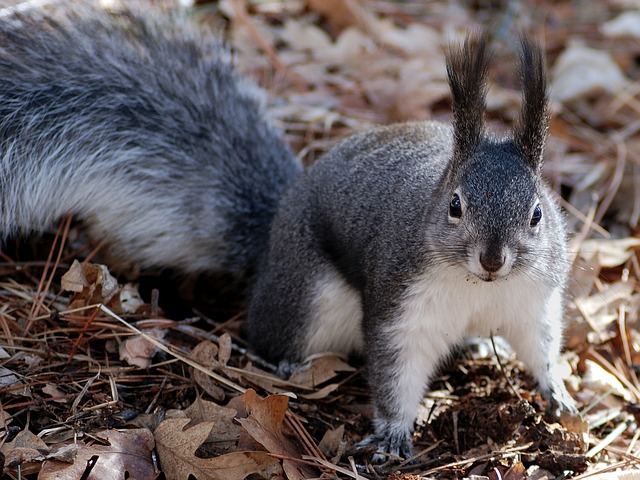 Squirrel, Nature, Outside, Closeup - Free image - 80575