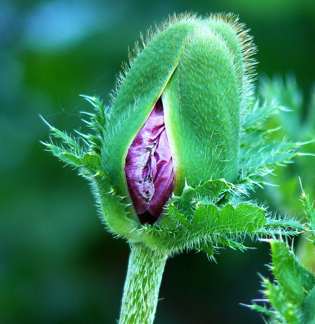 Poppy, Nature, Flower, Mohngewaechs - Free image - 287037