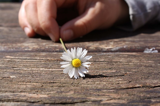 Daisy, Flower, Hand, Connectedness - Free image - 75190